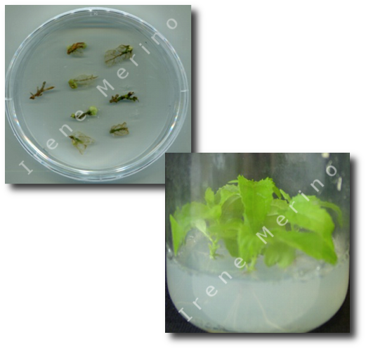 Agrobacterium-mediated transformation of poplar