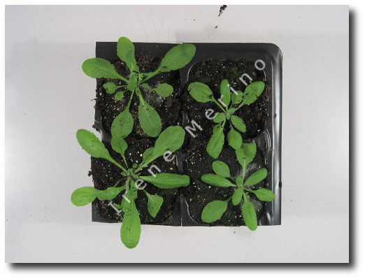 Arabidopsis plants