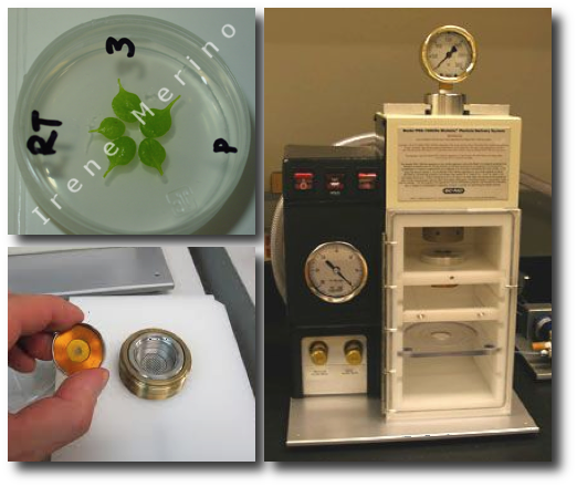 Biolistic transformation of arabidopsis plants