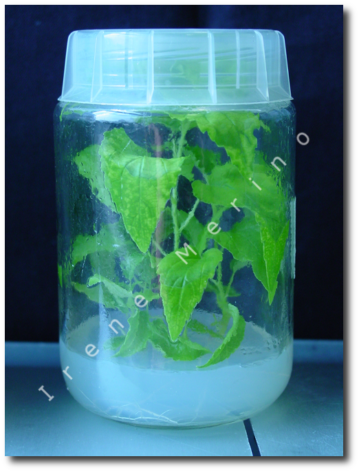 poplar in vitro propagation